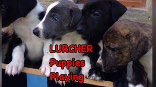 LURCHER Puppies playing and training [upl. by Alexander697]