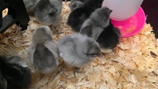 Our New AMERICAN BRESSE Chicks 🐣 Are Here chicks 🐥 [upl. by Ahseined]