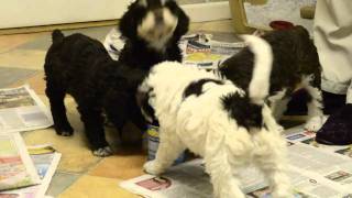 Spanish Water Dog Puppies  6 weeks old [upl. by Mullane]