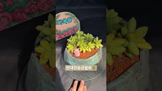 천대전송금철화Pachyphytum compactum 아프리카식물 반려식물 succulent 다육식물 plants 다육이 [upl. by Larue59]