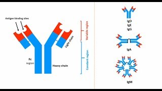 Antibodies Structures types and functions [upl. by Zindman]