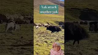 Yak attack another yak bison tibetan wildlife  yakima music yakima songs [upl. by Ahseile932]