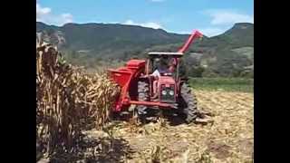 Massey Fergunson 255 colhendo milho com a Jumil 360 [upl. by Rebna]