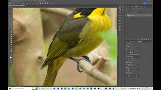 Using the Curvature Pen tool in Photoshop [upl. by Evelin]