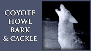 COYOTE HOWL BARK amp CACKLE [upl. by Roede]