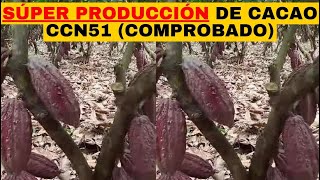 CACAO SÚPER PRODUCCIÓN DE CACAO CCN51💰 MÉTODO COMPROBADO [upl. by Magnus]