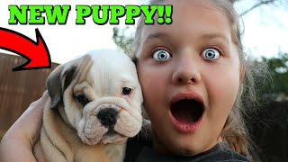 Christmas Puppy Surprise Aubrey Gets CUTE Bulldog Puppy Dog [upl. by Frankie]