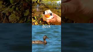 Animal Learning  Animal Names at the Lake for Kids Rabbit Duck Mouse Crocodile Parrot [upl. by Sprung]