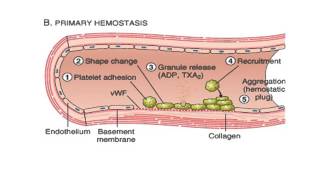 HEMATOLOGIE HEMOSTASE PRIMAIRE [upl. by Alis]