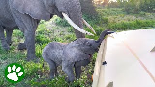 Mama elephant tries to stop stubborn baby from entering tourist bus [upl. by Nelak]