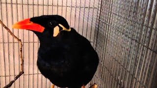 Best Mynah Talking Bird Video [upl. by Hudnut]