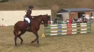 Standardbred Showjumping [upl. by Nomahs]