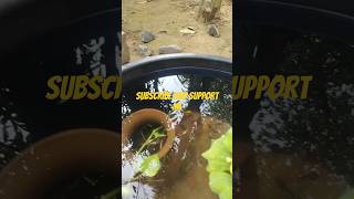 low cost outdoor fish pond subscribe guppy molly [upl. by Maitund]