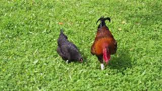 Coq Marans féconde ses poules  Rooster Marans fertilized his chickens [upl. by Ahsita567]