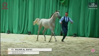 N 13 HAJAR AL SAFAT Fakhar Al Arab 2024 Yearling Fillies Class 1A [upl. by Anohs]