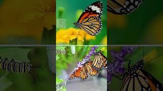 🦋La Mariposa Monarca 🦋 Un Viaje Fascinante animales [upl. by Publia]