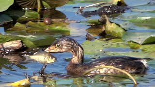 Piedbilled grebe catching a fish slow motion at burnaby lake 2020 10 06 [upl. by Ecertap10]