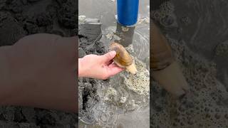 Razor clam dug in high water [upl. by Eeltrebor475]