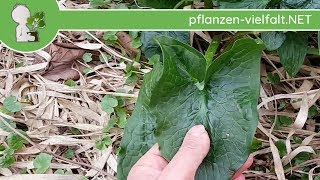 Gefleckter Aronstab  Blätter  130418 Arum maculatum  WildpflanzenBestimmung [upl. by Lamrej]