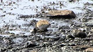 Pectoral Sandpiper Calidris melanotos [upl. by Olga669]