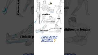 Best streching for lower limb lowerlimbanatomy exercise réhabilitation anatomy bpt [upl. by Holleran229]