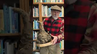 Giant Lomatium dissectum Root with Michael Pilarski quotSkeeterquot [upl. by Ardni]