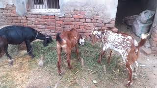 Aj Main Ne Apne Sherru Ko Or uski Maa ko Chara Dala Modren goat farming goatfarming [upl. by Aseyt136]