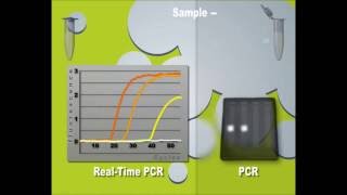 Real time PCR [upl. by Nyltak]