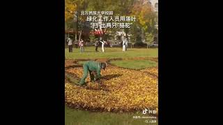 The greening staff of the North Minzu University used fallen leaves to quotdrawquot two camels [upl. by Annmaria]