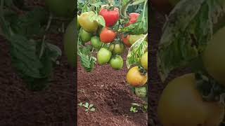 Hybrid Tomato Malkia F1 [upl. by Melac]