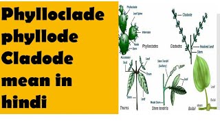 phyllocladephyllode or cladode explained in hindi with diagram and example [upl. by Abernathy]