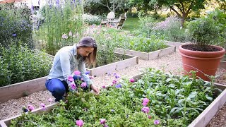 How to Grow Anemones  Soaking Presprouting Planting Harvesting and Storing Anemone Corms [upl. by Sabine446]