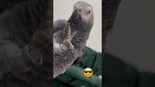 Beautiful Africa grey Mashallah parrot greenparrot talkinganimal parrotday talkingbird adopt [upl. by Yesima]