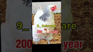 Top 10 Most eggs laying Chicken breeds 🐓🥚🤯shorts trending [upl. by Noemi]