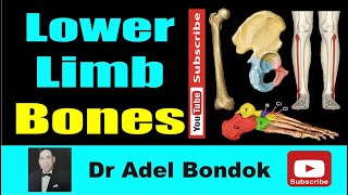 Lower Limb Bones Osteology Dr Adel Bondok Making Anatomy Simple [upl. by Hebbe]