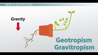 Phototropism  Geotropism amp plant defense mechanism DETAILED grade 12 life sciences ThunderEDUC [upl. by Lisbeth]