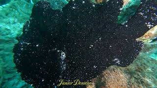 An Enormous Giant Painted Frog Fish Antennarius pictus In Moalboal Cebu Philippines 🇵🇭 [upl. by Anircam546]