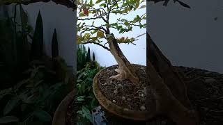 Bignay Pugo bonsai ❤️🙏🏽 [upl. by Learsiy]