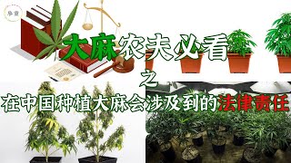 种植大麻会涉及到的法律责任 [upl. by Anippesuig238]