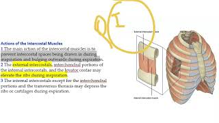 Anatomy Thorax 242 External InterCostal Musle Nerve Supply Action Bucket Handle Movement Inspiration [upl. by Eerual81]