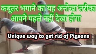 kabutar ko kaise bhagaye how to get rid of pigeons on balcony [upl. by Aliuqa]