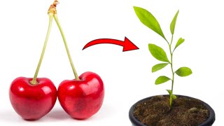 Grow Cherry Trees from Seed  THE QUICK AND EASY EXPLANATION [upl. by Gottfried85]