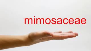 How to Pronounce mimosaceae  American English [upl. by Airak]