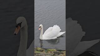 Walking by the reservoirtwo swans meetnecks forming a heart sharing a quiet moment on still water [upl. by Damalus]