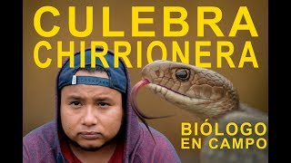 Culebra chirrionera liberación │ Biólogo en campo 4 │ Zussolópodo naturaleza y algo [upl. by Dream]