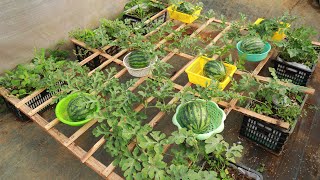 Basket Watermelon  Grow watermelon at home with this amazing method [upl. by Gonagle]