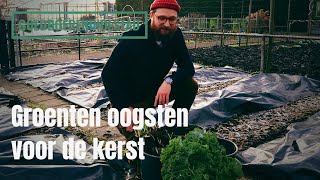 Groenten oogsten voor de kerst [upl. by Ednew]