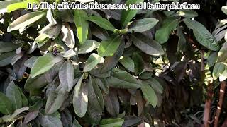 Picking Allspice Fruits Pimenta dioica  Exotic Fruit Tree  Jamaica Pepper  Pimento [upl. by Nnylorac]