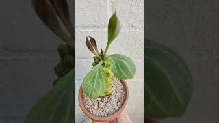 Monadenium Ritchiei yellow variegation  bikolanahardinera shorts shortvideos succulent [upl. by Radack780]