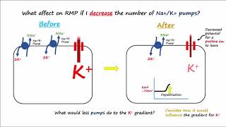 Electrophysiology Part 2  Affecting the Resting Membrane Potential [upl. by Frannie447]